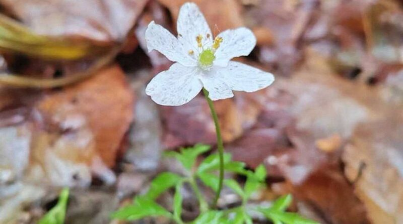 первоцветы