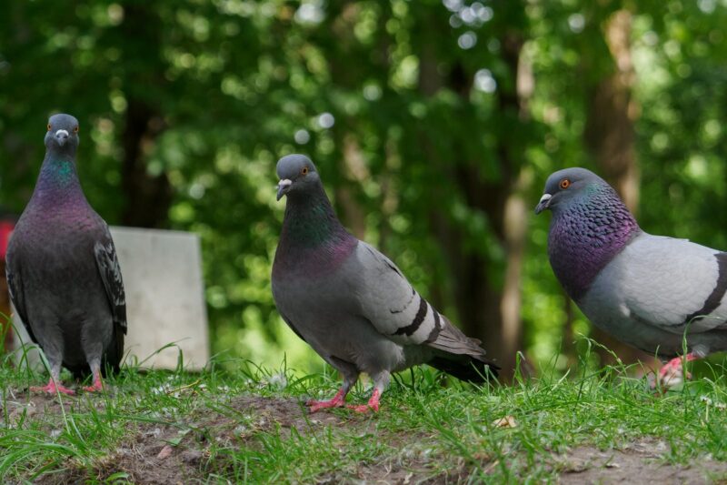 Молодой человек калечил птиц