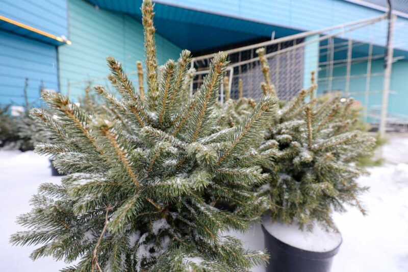 Минлесхоз готовится пресечь