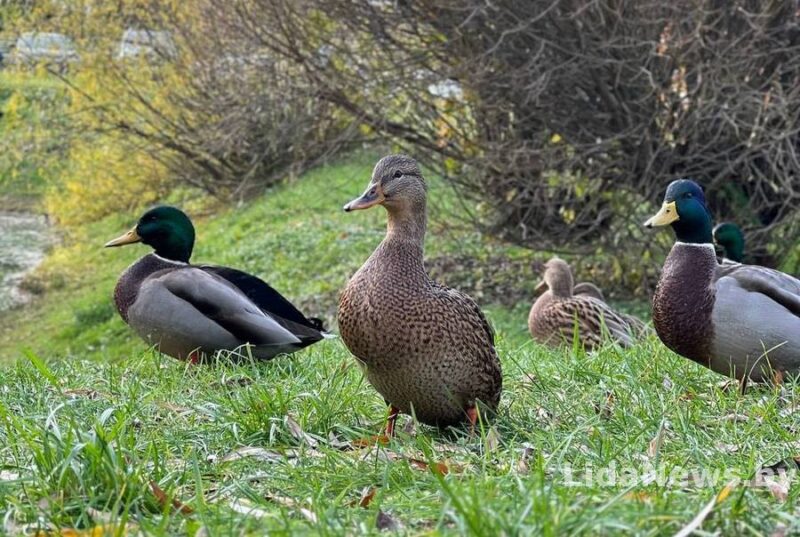 Почему нельзя кормить хлебом