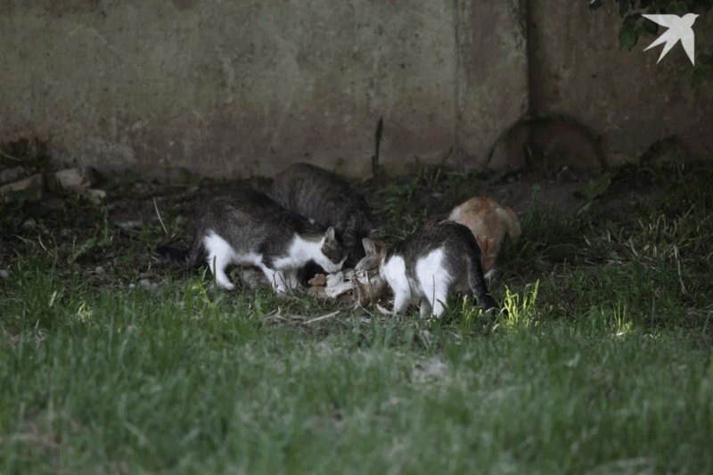 Когда в Беларуси