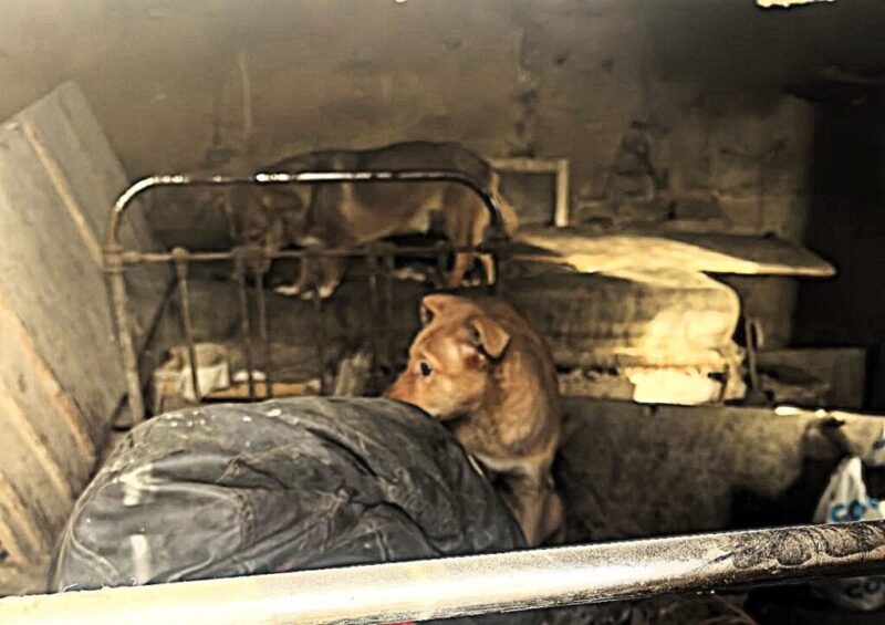 Мужчина найден мёртвым