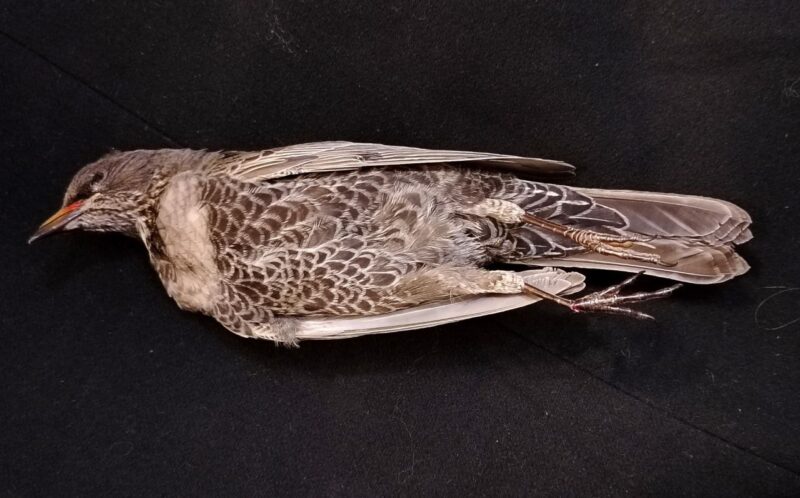 Беларусь пополнила список 