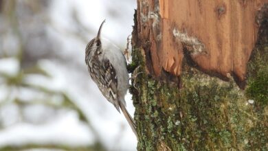 Беларусь пополнила список