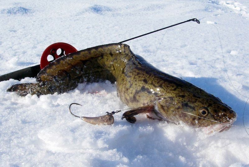 В Беларуси ввели запрет