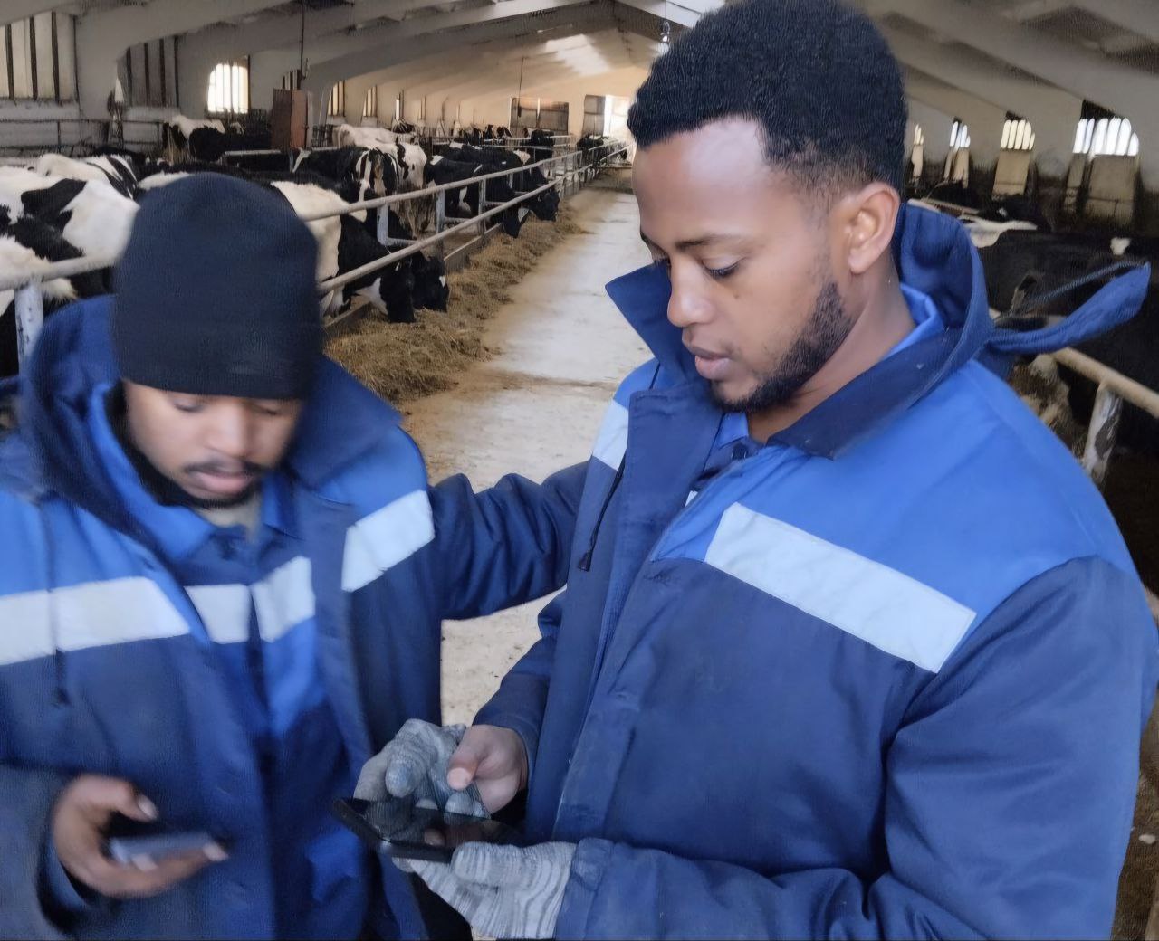 В Лидском районе мигранты из Эфиопии трудятся на фермах