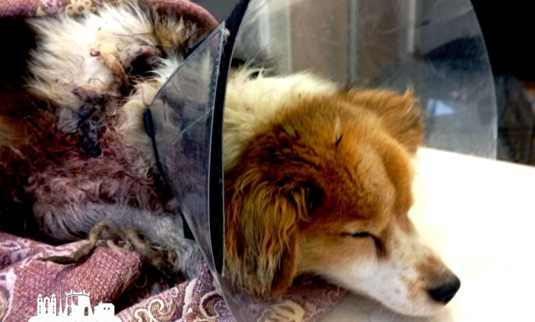 Под Гродно в лесу нашли раненую слепую старую собаку