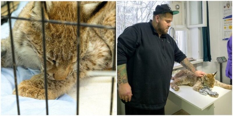 Рысёнок угодил в капкан