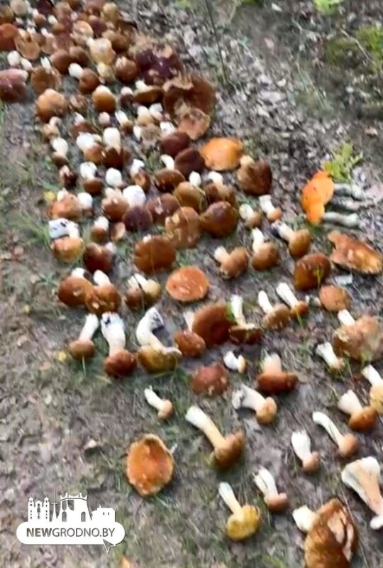 Чем нам запомнился 2025 год