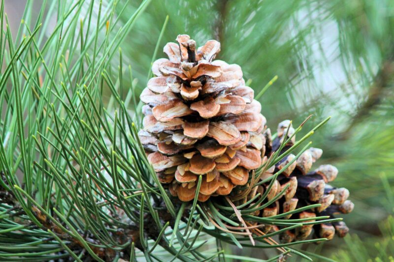 Под Минском