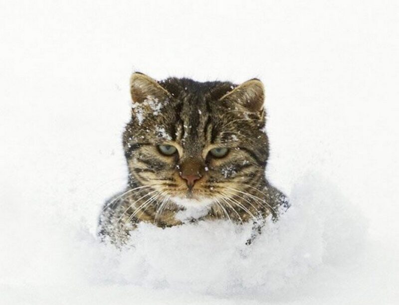 Реакция кошек на снег