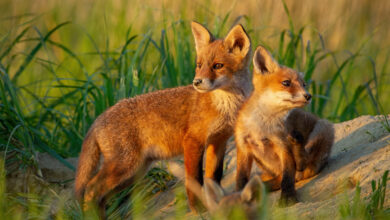 Сказочные лисы Камчатки