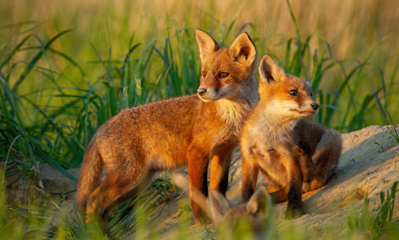 Сказочные лисы Камчатки