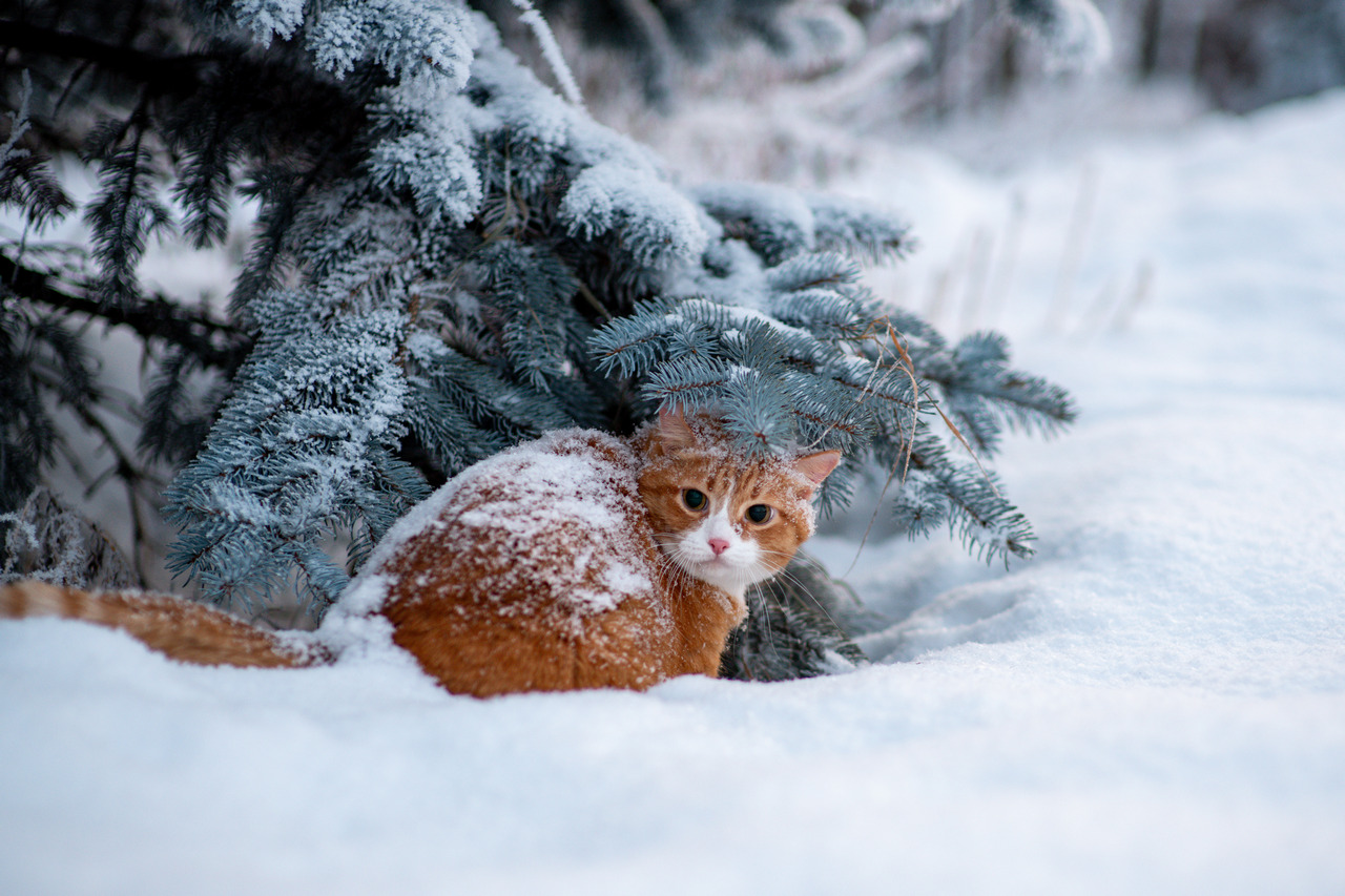 Январь в Беларуси обещает быть по-настоящему морозным