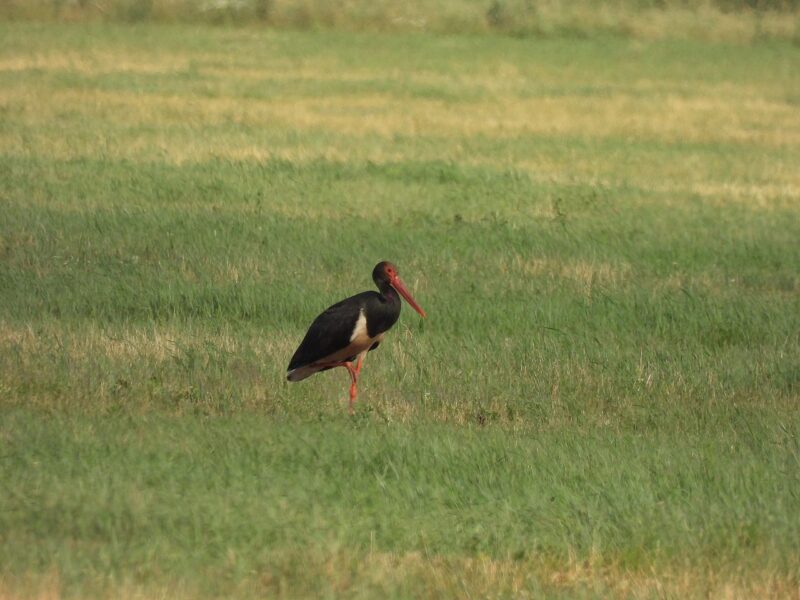 10 удивительных фактов