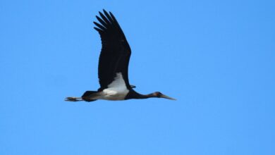 10 удивительных фактов