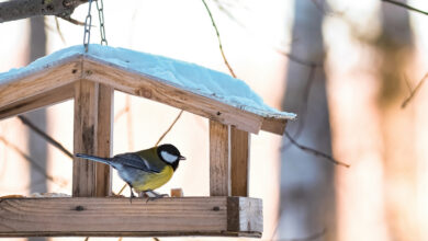 Как правильно подкармливать