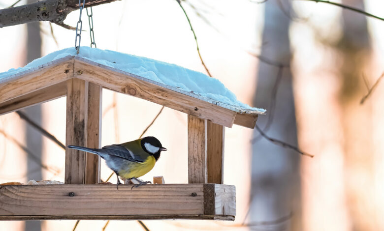 Как правильно подкармливать