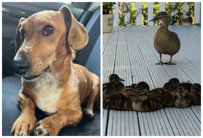 22 очаровательных фото