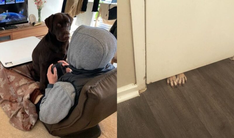 22 фото животных