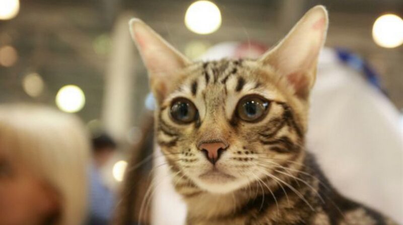 На должность смотрителя вокзала