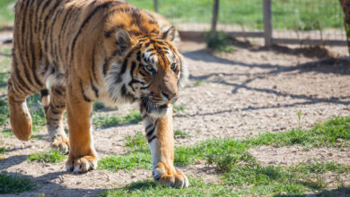 В Беларуси за ИИ‑фейк