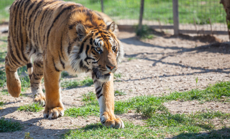 В Беларуси за ИИ‑фейк