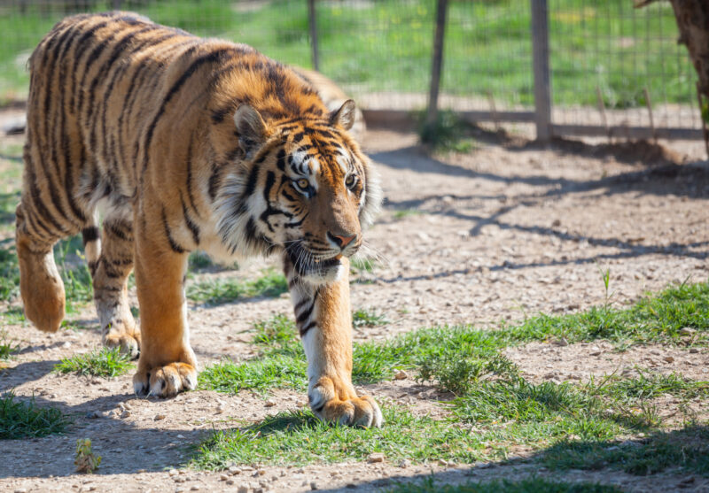 В Беларуси за ИИ‑фейк
