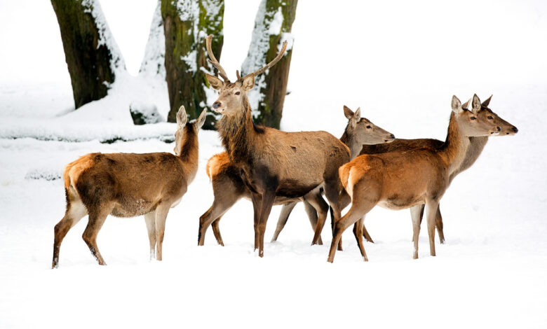 Более 70 благородных оленей
