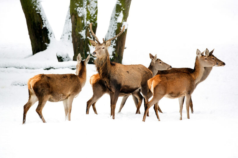 Более 70 благородных оленей