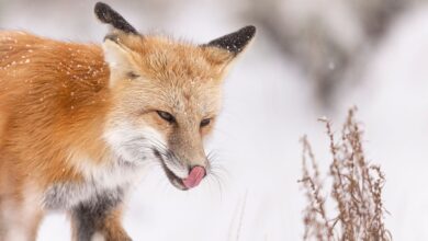 В Гродно лиса решила поужинать