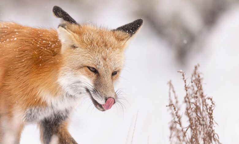 В Гродно лиса решила поужинать