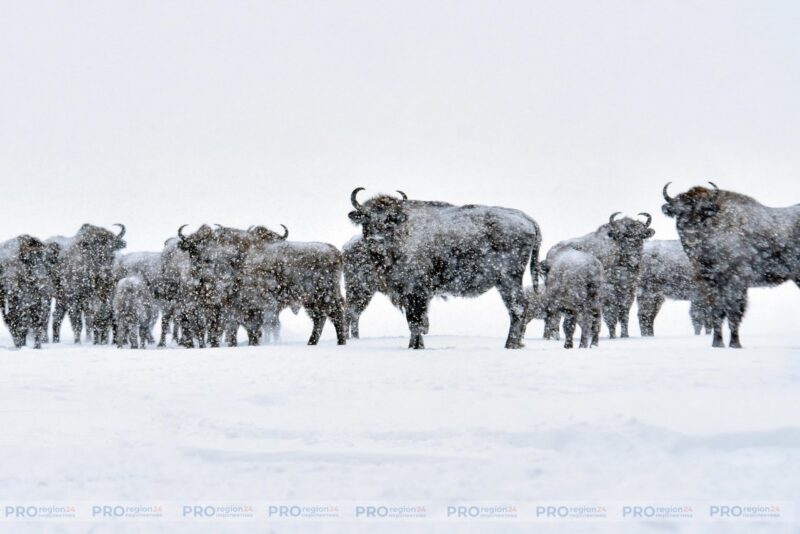 Как в Озерском сельсовете