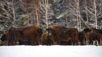 Как в Озерском сельсовете