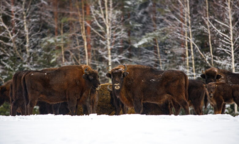 Как в Озерском сельсовете