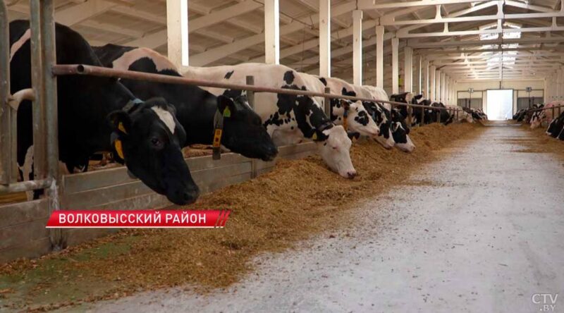 12 тонн молока в день