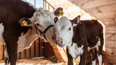 12 тонн молока в день