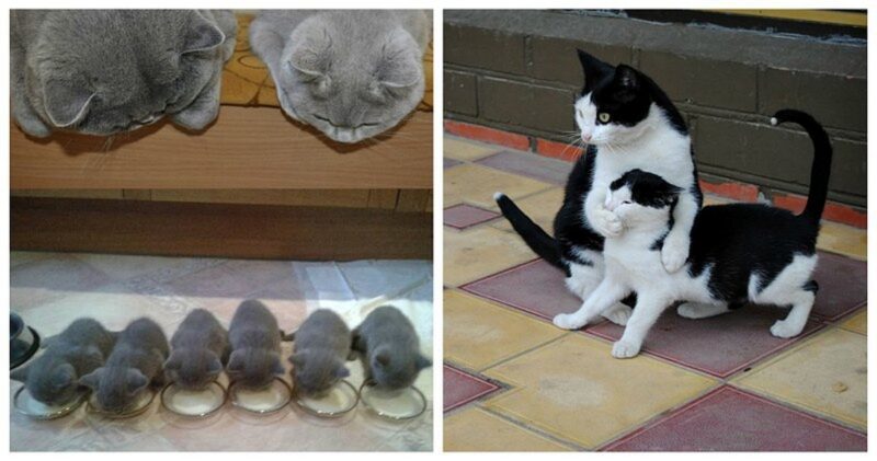 50 красавцев котов