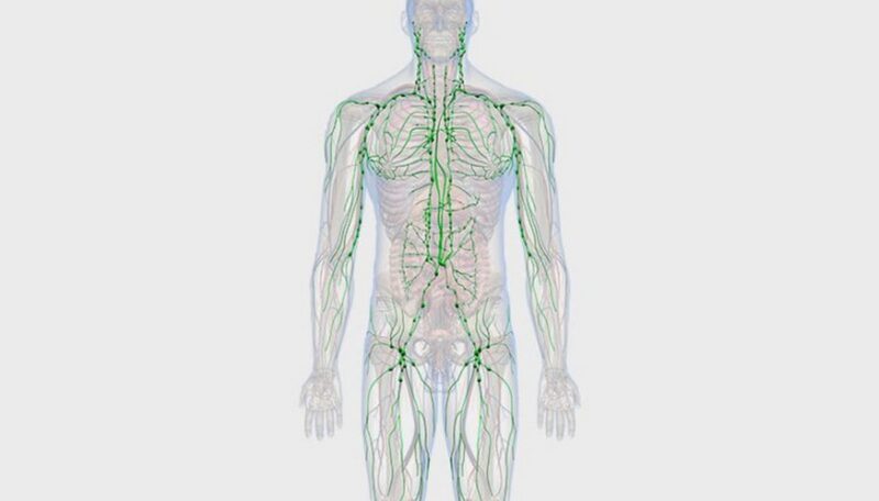 Почему появляется слоновость