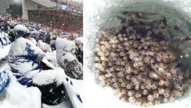 Мороз, от которого стынет кровь