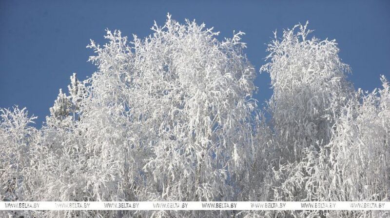 морозный лес Гродненщины