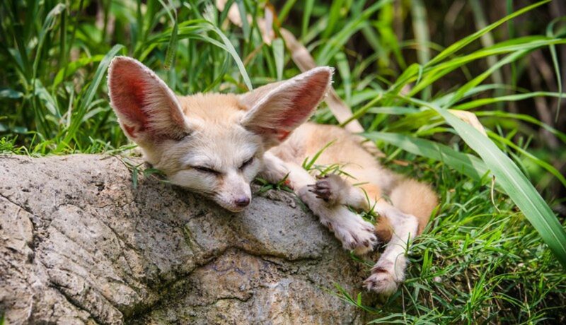 от медведей в берлоге