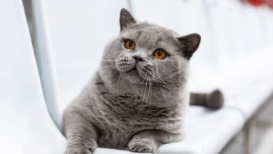 Кот из Беларуси вошел