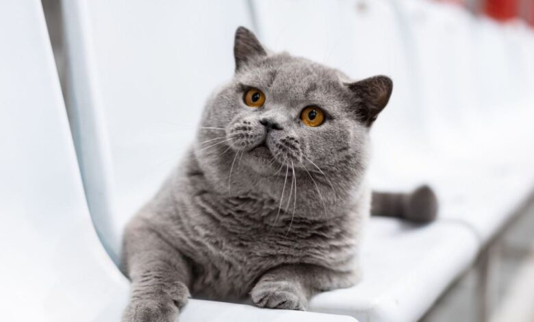 Кот из Беларуси вошел