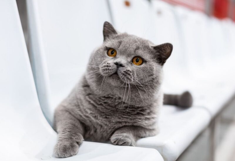 Кот из Беларуси вошел