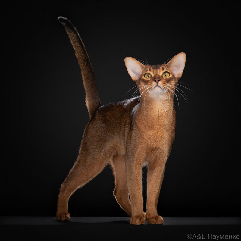 Кот из Беларуси вошел