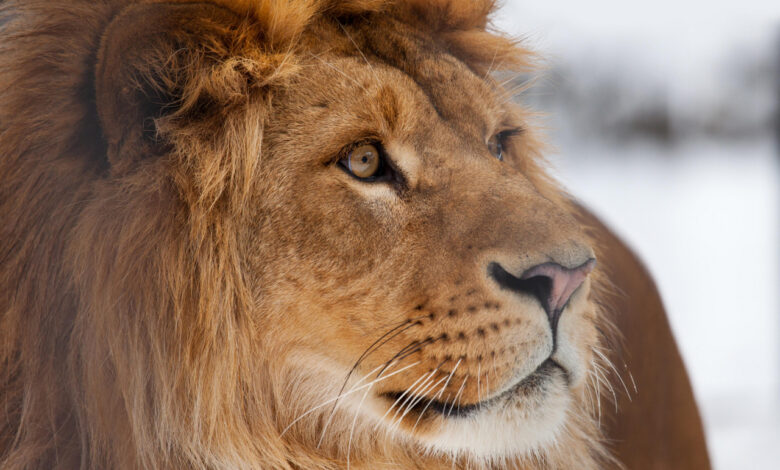 Африканские львы в снегу