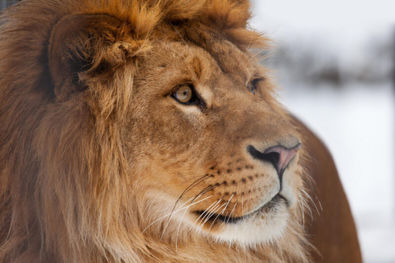 Африканские львы в снегу