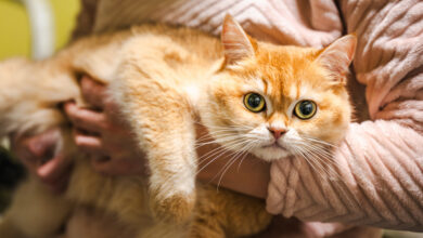 Парень из Гомеля «покормил»