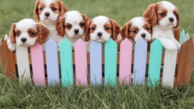 Клонирование домашних питомцев